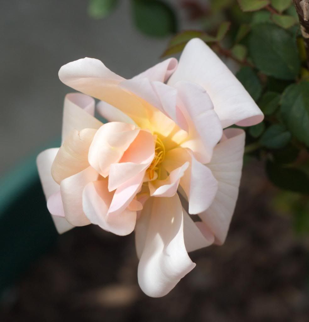 Perle D'Or2 photo perledor1_zpsdac425fa.jpg